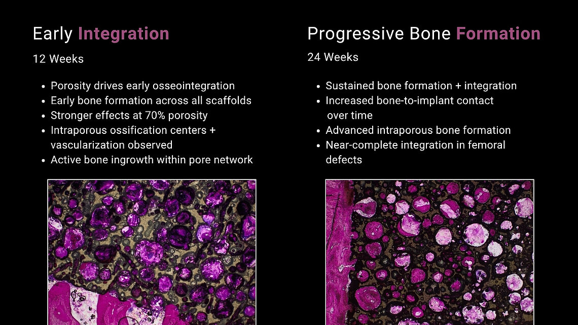 Histological sections of porous ceramic scaffolds: early osseointegration at 12 weeks and progressive bone formation at 24 weeks.