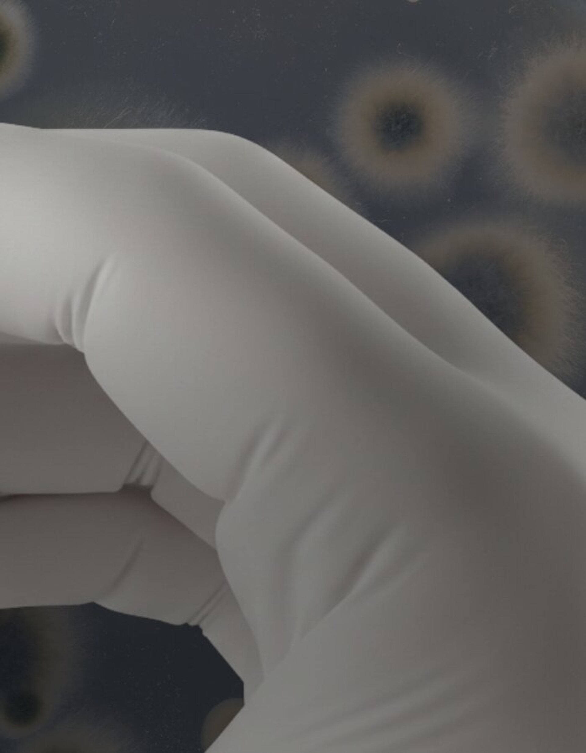 Behandschuhte Hand hält einen keramischen BIOLOX®delta-Femurkopf vor einem unscharfen Hintergrund mit Bakterienkulturen.